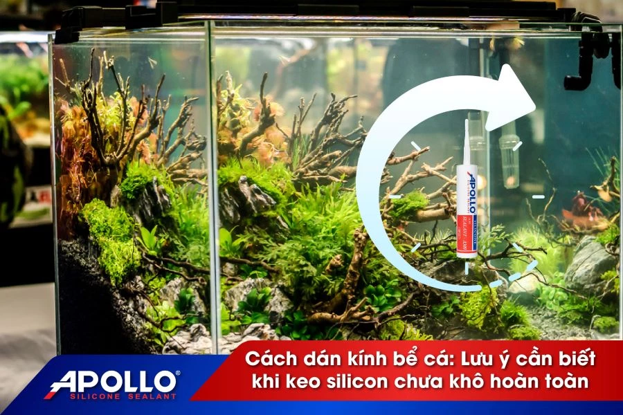 Cách dán kính bể cá: Lưu ý cần biết khi keo silicon chưa khô hoàn toàn