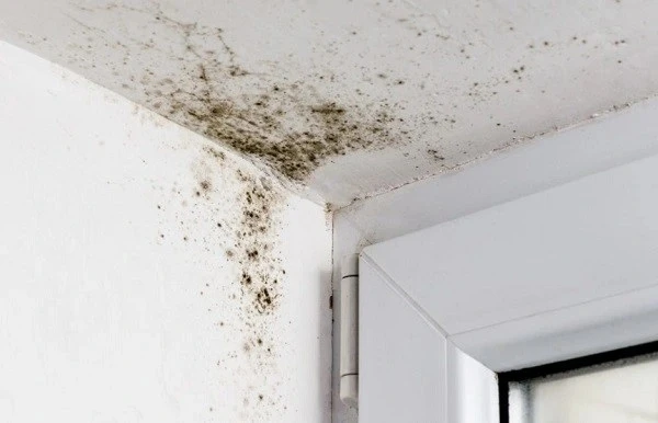 Nấm mốc trên trần nhà tắm thường xuất hiện khi có độ ẩm cao, không khí bí bách và thiếu ánh sáng