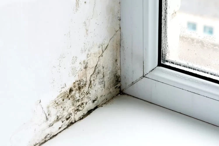 Thấm tường cửa sổ gây mốc, ảnh hưởng sức khỏe
