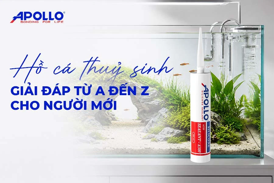 Giải đáp từ A đến Z cho người mới về hồ cá thủy sinh