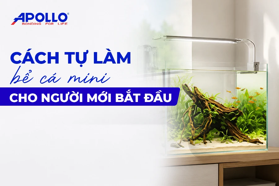 Cách tự làm bể cá mini đẹp cho người mới bắt đầu