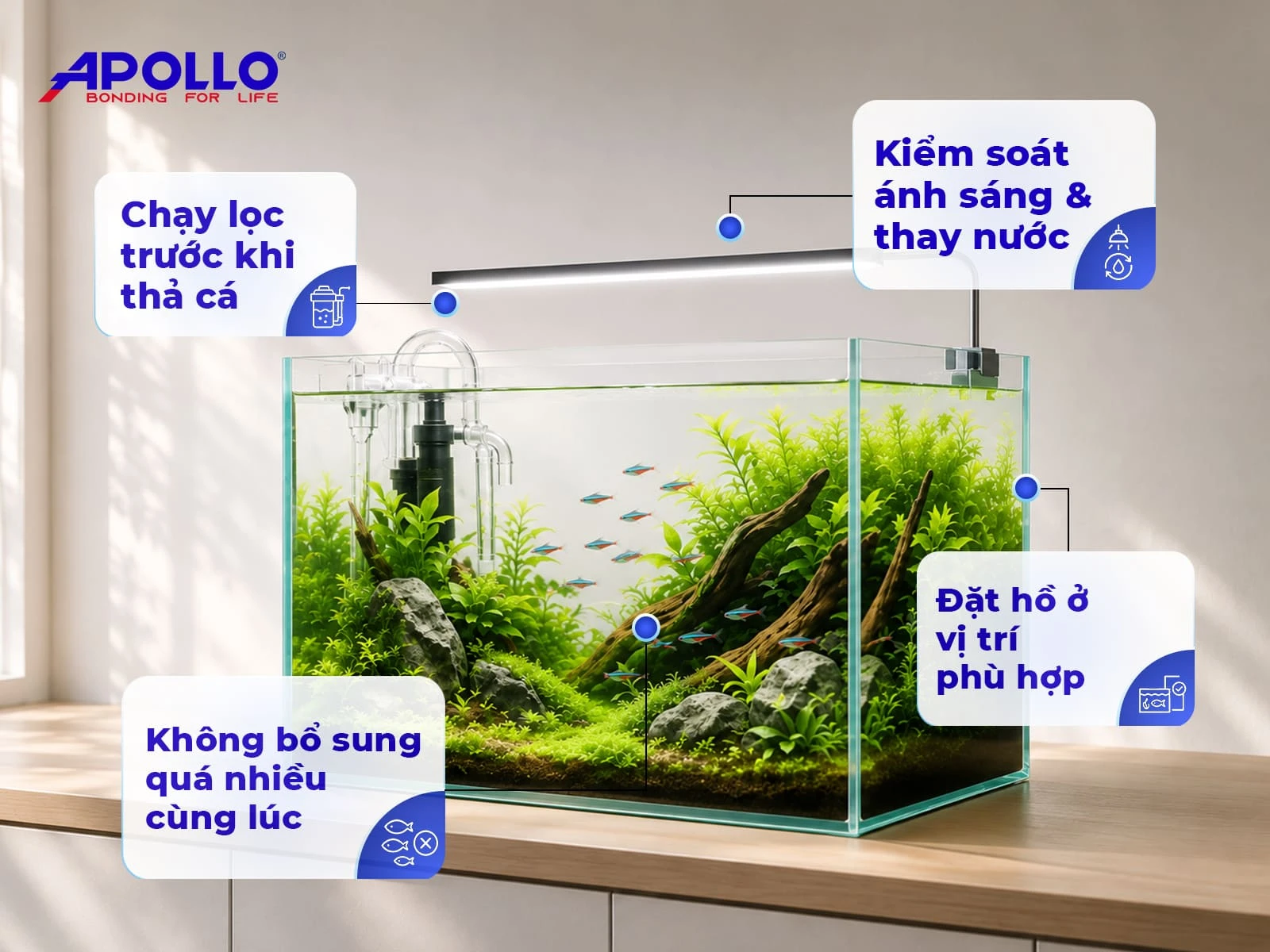 Để hồ cá thủy sinh vận hành ổn định và hạn chế các sự cố trong giai đoạn đầu, người mới nên lưu ý