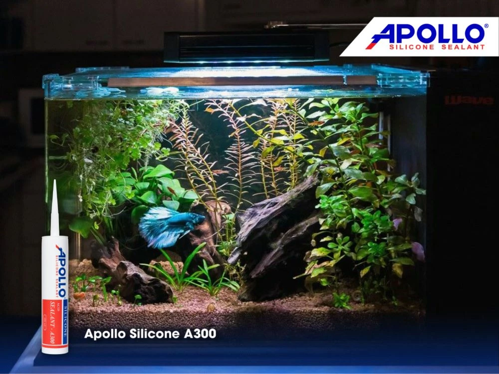 Hồ cá betta đẹp và dễ làm với chất keo silicone Apollo A300
